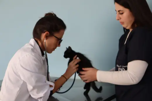 Clínica Veterinária